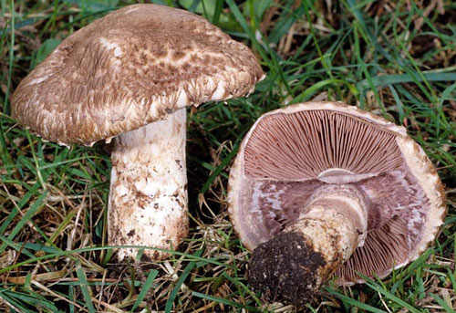 Agaricus fuscovelatus - Fungi species | sokos jishebi | სოკოს ჯიშები